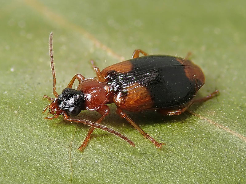 Carabidae: Lebia humeralis